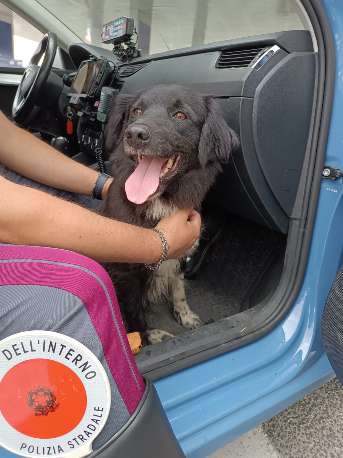 PRATOLA PELIGNA: SALVATO DALLA POLSTRADA UN CAGNOLINO CHE VAGAVA DISORIENTATO IN A/25