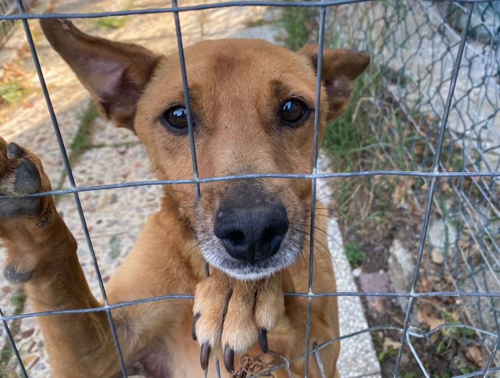 PESCARA: DA COMUNE CONTRIBUTO PER ADOZIONI DAL CANILE DI CIVITELLA CASANOVA