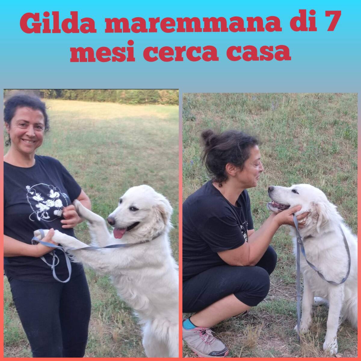L’AQUILA: GILDA CERCA CASA, APPELLO PER L’ADOZIONE
