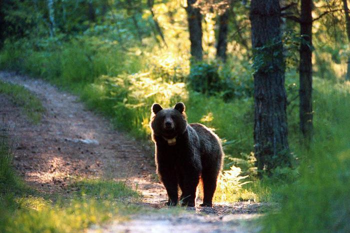 ORSI: RECORD IN TRENTINO CON 25 NATI, 14 CUCCIOLATE NEL 2022