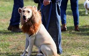 GIULIANOVA: CAPORALE (ANIMALISTI), “STOP A MISS E MISTER DOG, SPERPERO DI SOLDI PUBBLICI”