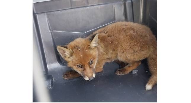 L’AQUILA: CUCCIOLO DI VOLPE IN DIFFICOLTA’ IN UN PARCO CITTADINO, RECUPERATO E MESSO IN SALVO