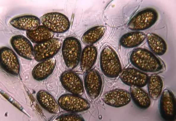 VASTO: PRESENZA DELLA MICROALGA TROPICALE OSTREOPSIS A VIGNOLA, AVVIATO MONITORAGGIO ARTA