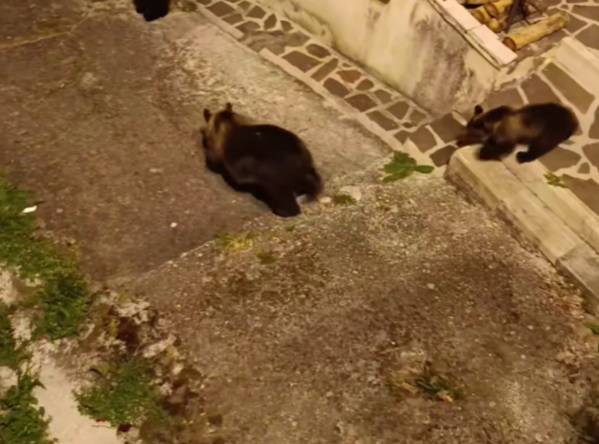 AMARENA, “MAI UCCISA PRIMA MAMMA ORSA”. SAMMARONE: “DIFFICILI OPERAZIONI RECUPERO CUCCIOLI”