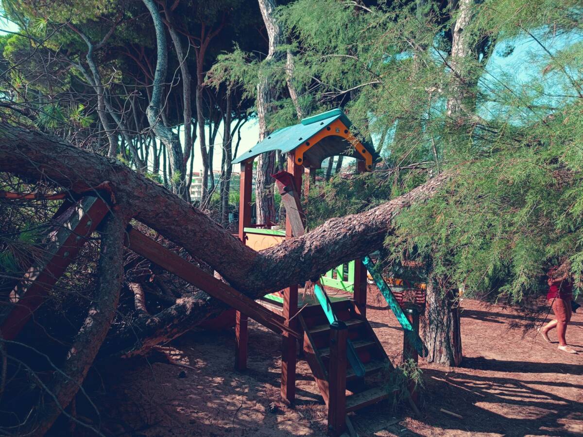 PINETO: CADE PINO SU PARCO GIOCHI. COMUNE, “AREA TRANSENNATA E CONTROLLI IN CORSO”