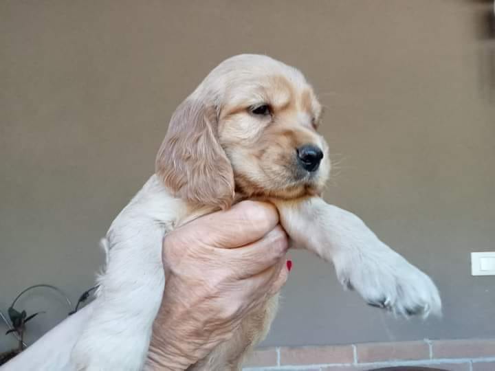 L’AQUILA: RITROVATO CUCCIOLO DI COCKER