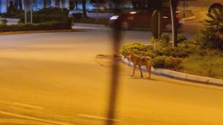 LUPA CATTURATA IN ABRUZZO, ISPRA: RESPONSABILE AGGRESSIONI DI LUGLIO E AGOSTO
