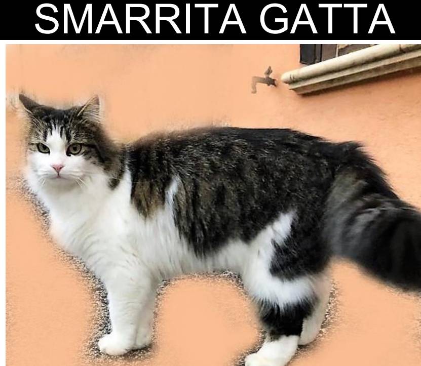 SCOPPITO: GATTA SMARRITA DA SETTIMANE, PROPRIETARI OFFRONO RICOMPENSA