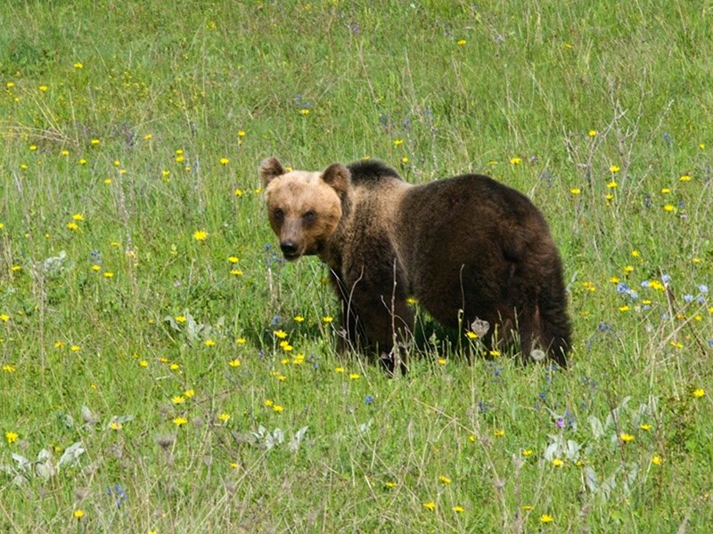“LIFE BEAR-SMART CORRIDORS”: PROGETTO DI CONVIVENZA CON L’ORSO