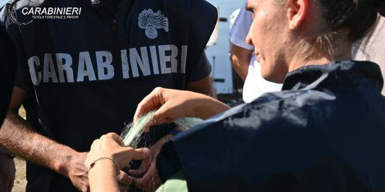 LOTTA ALLA PESCA DI FRODO NEL LAGO DI CAMPOTOSTO: SEQUESTRATE RETI E CONFISCATI 250 CHILI DI PESCE