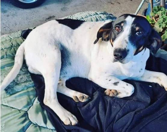 CANE SMARRITO TRA MONTEREALE E CAPITIGNANO, L’APPELLO