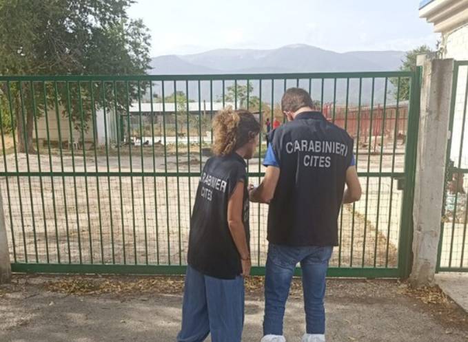 SULMONA: SCATTA INCHIESTA PROCURA, ISPEZIONE A CANILE COMUNALE