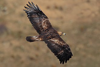 CASTEL DI SANGRO: UN’AQUILA REALE TORNA A VOLARE NELLA RISERVA DEL MONTE VELINO