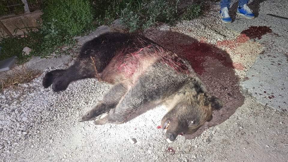 ORSA AMARENA: LEIDAA, “NON ERA AGGRESSIVA, UCCISA A SANGUE FREDDO”