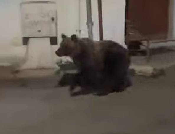 LECCE DEI MARSI: PASSEGGIATA NOTTURNA DELL’ORSO PER LE STRADE DEL PAESE, IL VIDEO