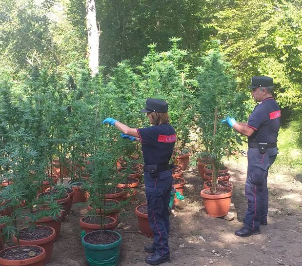 CARSOLI: SEQUESTRATA PIANTAGIONE DI MARIJUANA, FERMATO 30ENNE ROMENO