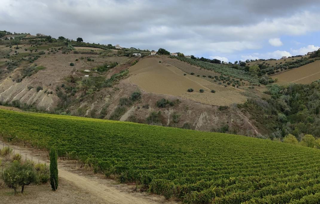 VINO D’ABRUZZO: LA CANTINA D’ALESIO DI CITTA’ SANT’ANGELO PRESENTA LE NUOVE 4 ETICHETTE