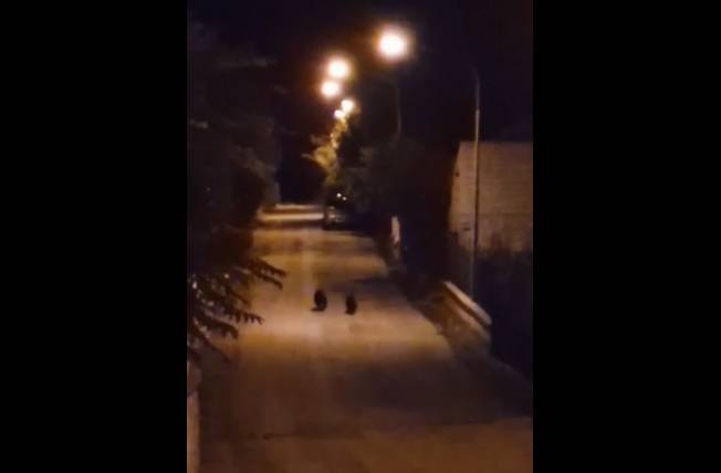 CUCCIOLI AMARENA, IL PARCO: “CONTROLLO CONTINUO E COSTANTE”