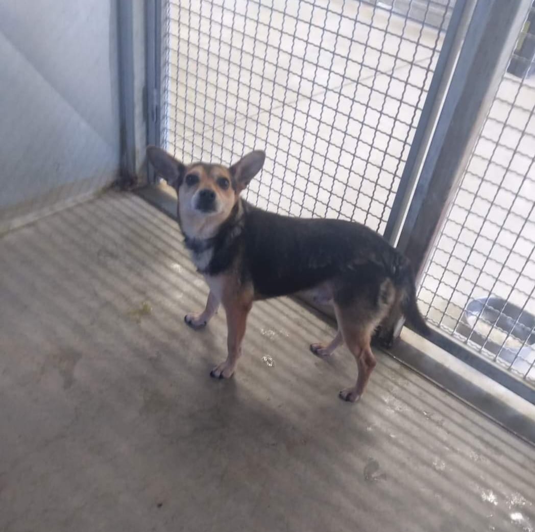 PESCARA: CANE SALVATO DOPO ANNI DI MALTRATTAMENTI, ORA CERCA CASA