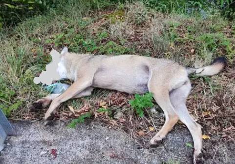 ANVERSA DEGLI ABRUZZI: LUPO TROVATO MORTO LUNGO LA STRADA, IPOTESI INCIDENTE