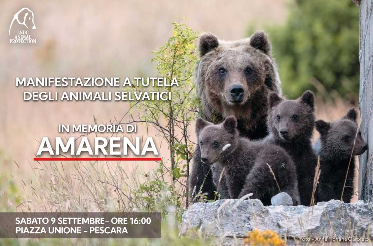 ORSA AMARENA, LNDC: SABATO 9 SETTEMBRE MANIFESTAZIONE A PESCARA, “PIU’ TUTELE PER ANIMALI SELVATICI”