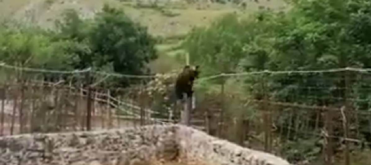LANCIA BADILE CONTRO ORSO, AIDAA DENUNCIA IN PROCURA DOPO VIDEO: “PUNIRE PROTAGONISTA VIOLENZA”