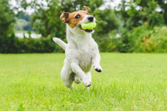 SCATTA L’OBBLIGO A VASTO PER I PADRONI DEI CANI DI TOGLIERE GLI ESCREMENTI DEI  LORO ANIMALI