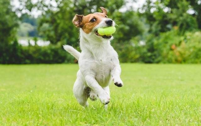 AVEZZANO: DOMANI SI INAUGURA LA NUOVA AREA DI SGAMBAMENTO CANI