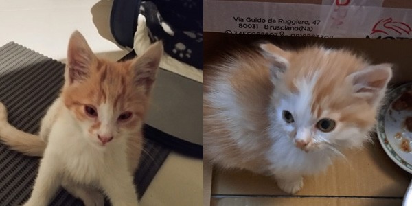 NOHA E OFELIA: DUE DOLCI FRATELLINI ROSSICCI PRONTI PER ESSERE ADOTTATI ALL’AQUILA