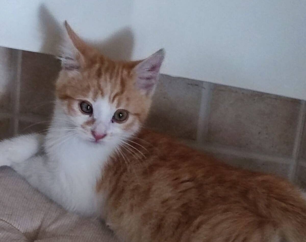 ADOZIONI L’AQUILA: NOHA, UN DOLCISSIMO GATTINO ROSSICCIO DI DUE MESI CERCA UNA FAMIGLIA