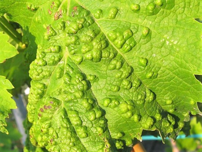 PERONOSPORA: IN CONSIGLIO COMUNALE VASTO APPELLO RICHIESTA RICONOSCIMENTO CALAMITA’ NATURALE