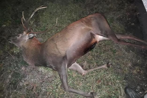 MOLINA ATERNO: CERVO INVESTITO E UCCISO SUI BINARI DELLA TRATTA SULMONA-L’AQUILA. TRENO FERMO 2 ORE