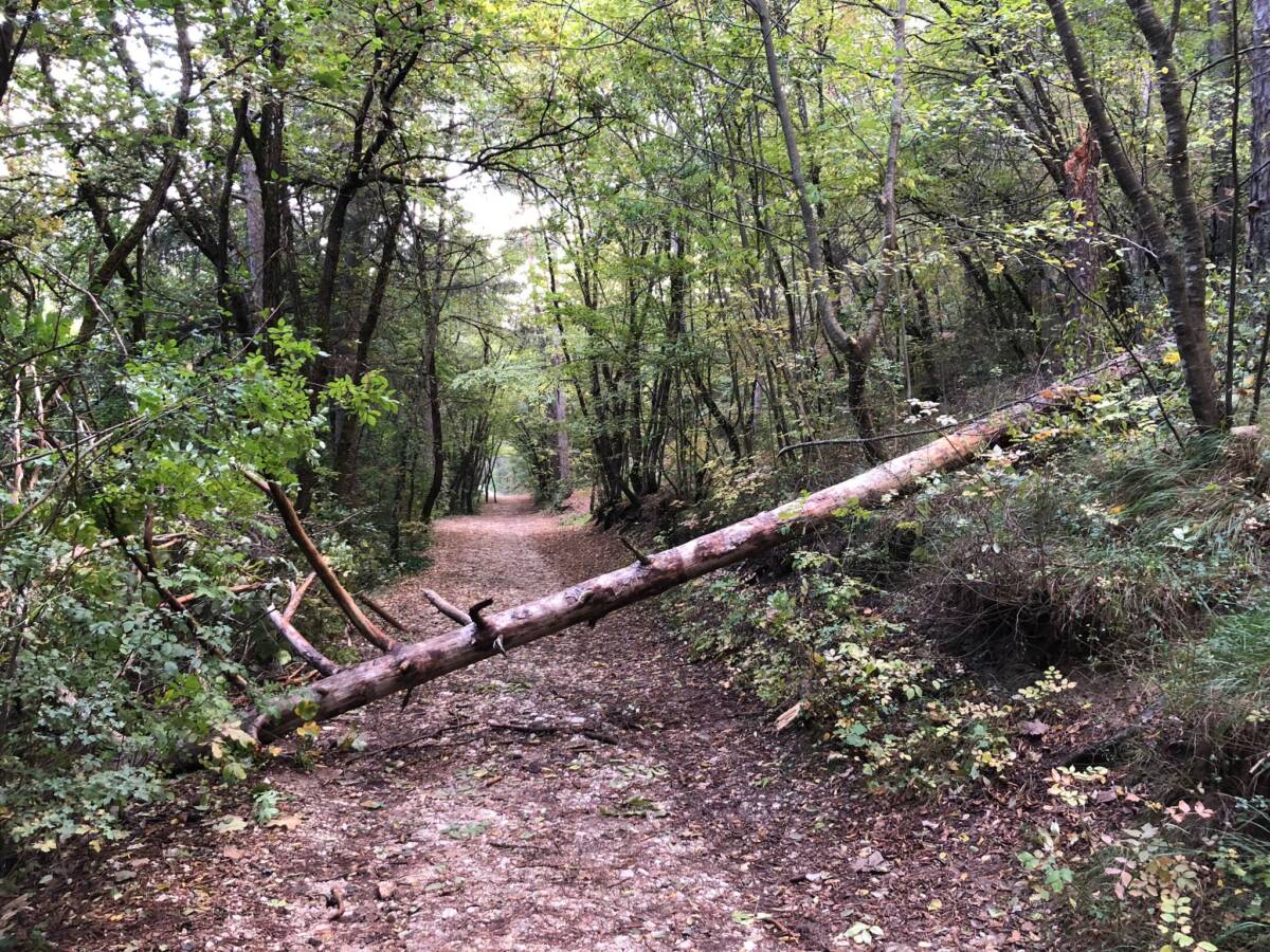 L’AQUILA: ALBERO CADUTO A CAUSA DEL VENTO ALL’INIZIO DEL SENTIERO DI MADONNA FORE