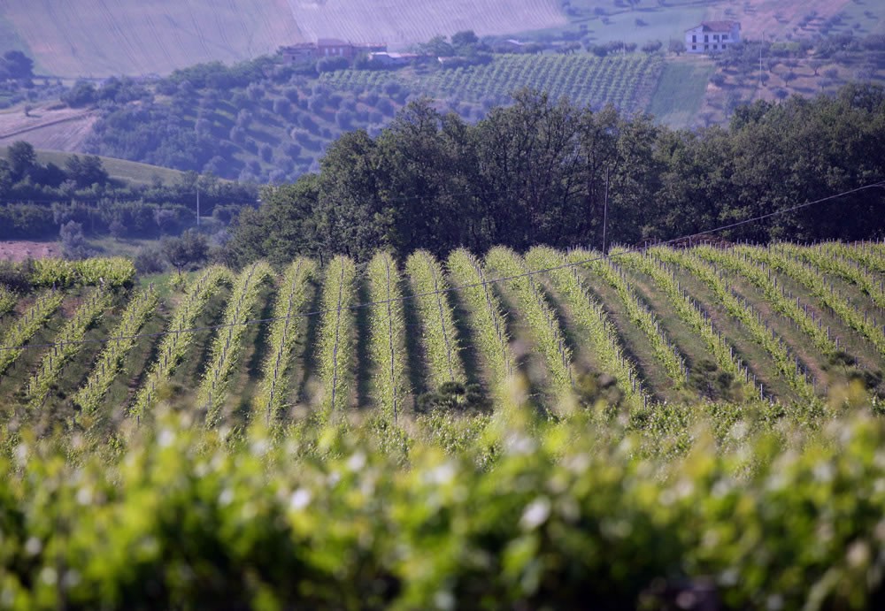 FARE IMPRESA NELLE COLLINE PESCARESI: AL VIA CORSO DI FORMAZIONE PER GIOVANI
