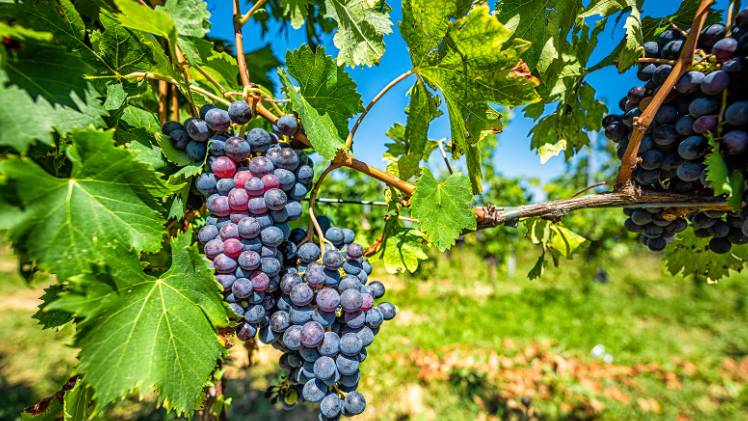 CORDISCO, SINONIMO MONTEPULCIANO, NEL REGISTRO NAZIONALE VITE