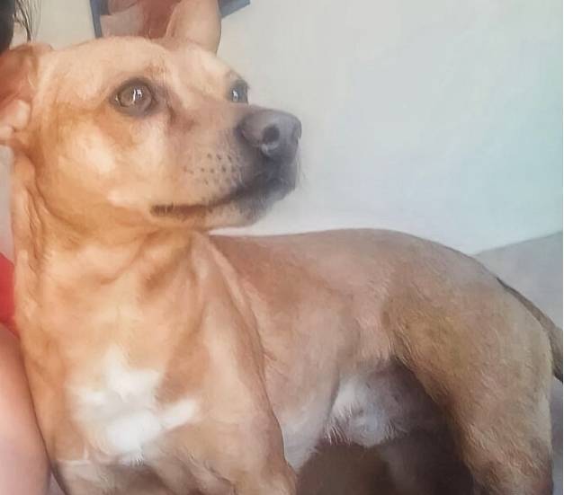 L’AQUILA: CANE SMARRITO AL PROGETTO CASE COPPITO 3, L’APPELLO DEI PROPRIETARI