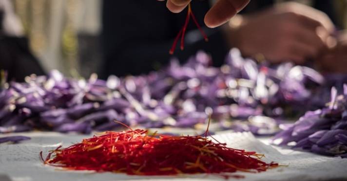 ZAFFERANO DELL’AQUILA DOP: CUCCHIELLA, “PRODUZIONE A RISCHIO, COSTI ELEVATI E CRITICITA'”
