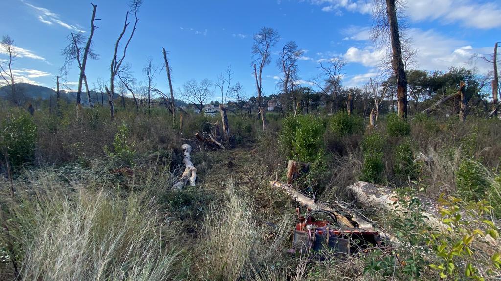 PESCARA: AL VIA RIMOZIONE ALBERI MORTI DOPO INCENDIO DEL 2021