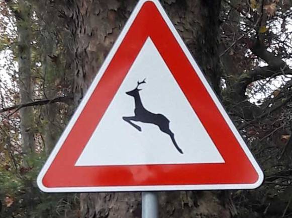 CERVI E CINGHIALI, AZIENDE AGRICOLE A RISCHIO: “ABBIAMO SMESSO DI SEMINARE, MANGIANO TUTTO”