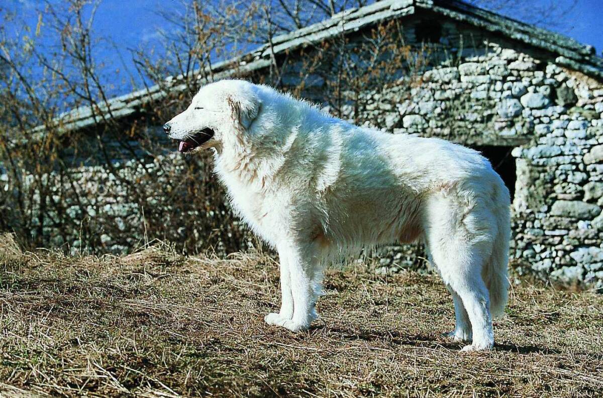 SULMONA: PASTORE ABRUZZESE AZZANNA CANE DI PICCOLA TAGLIA E IL PADRONE CHE LO DIFENDE