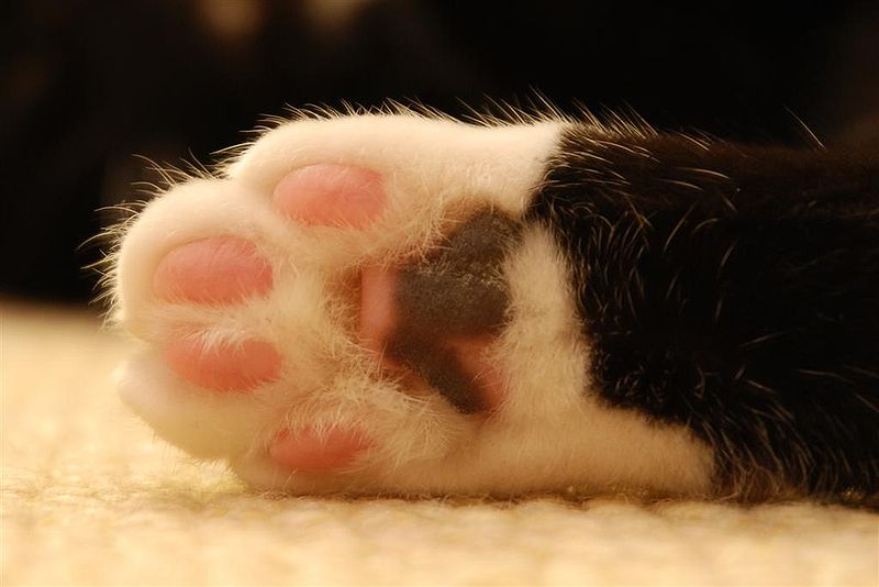 GATTI UCCISI A BASTONATE A PESCARA: SCATTANO DENUNCIA E TAGLIA ANIMALISTI