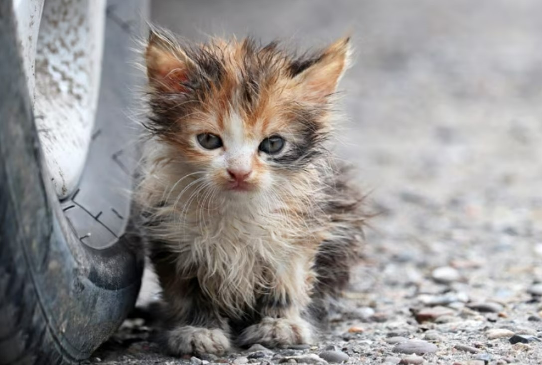 L’AQUILA: CANI E GATTI IN DIFFICOLTA’, LEAL RACCOGLIE CIBO IN OFFERTA ALL’ISOLA DEI TESORI BAZZANO