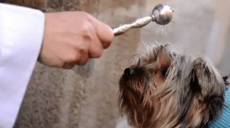 FESTA SANT’ANTONIO ABATE: A PAGANICA BENEDIZIONE ANIMALI, SFILATA E CONCORSO BELLEZZA E BENESSERE