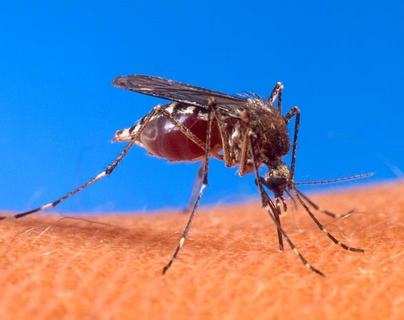 WEST NILE VIRUS: UNA RICERCA DELLO ZOOPROFILATTICO DI TERAMO NE RICOSTRUISCE IL PERCORSO