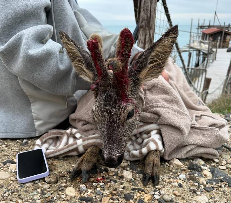 COSTA DEI TRABOCCHI: CAPRIOLO FERITO IN MARE, 14ENNE LO SALVA E VIENE PREMIATO
