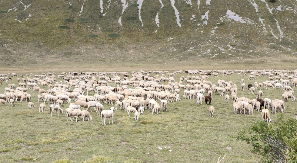 PASCOLI 2025: IL COMUNE DELL’AQUILA PUBBLICA L’AVVISO 