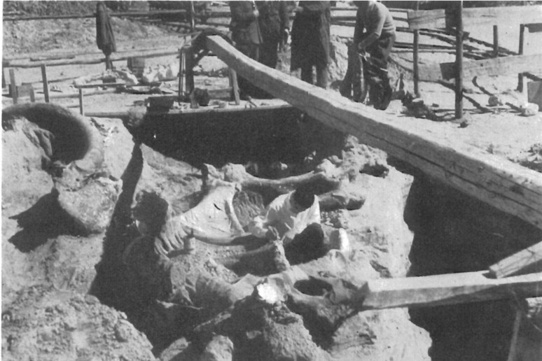 SETTANTA ANNI FA IL RITROVAMENTO DEL MAMMUT IN UNA CAVA DI SCOPPITO