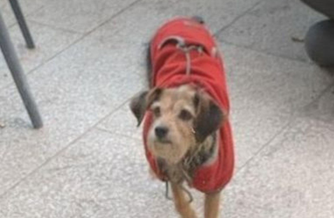 L’AQUILA: UOMO TROVATO MORTO IN CENTRO STORICO, IL CAGNOLINO RIMASTO SOLO PRESO E MESSO AL SICURO