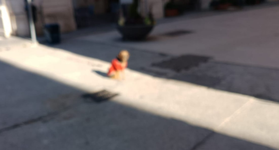 L’AQUILA: UOMO TROVATO SENZA VITA IN VIA FORTEBRACCIO, FORSE SUO IL CAGNOLINO CHE VAGA DA SOLO