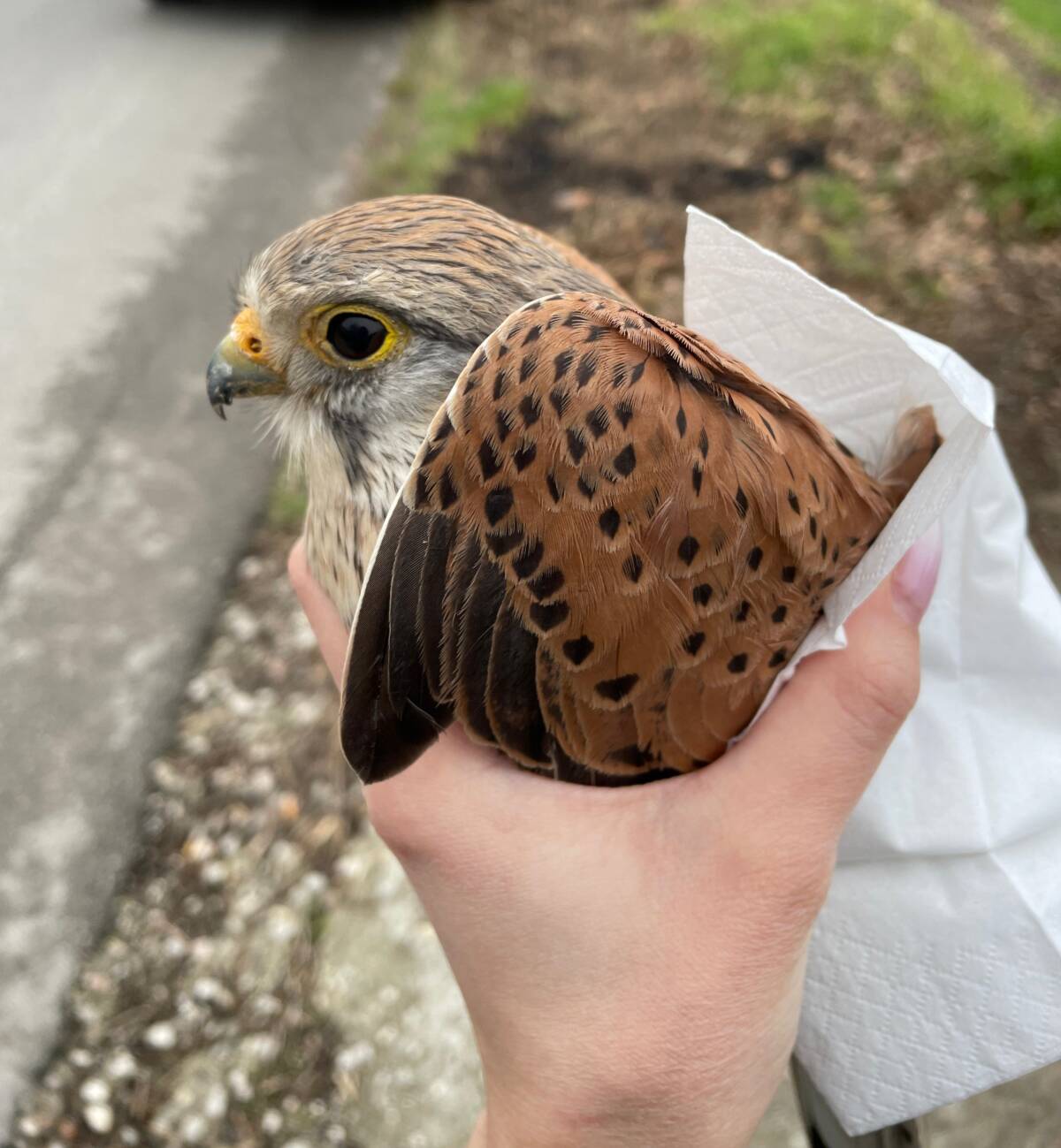 RECUPERATO E SALVATO UN FALCO GHEPPIO RACCOLTO LUNGO LA STRADA AD ANCARANO